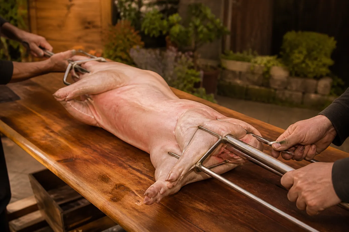 Spanferkel wird mittig auf den Spieß gezogen und fixiert